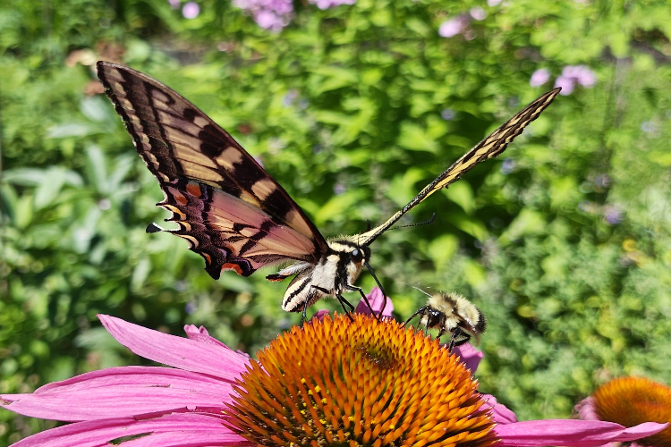Farfalla e ape condividono un fiore., Winthrop, Maine 23 luglio, 2025